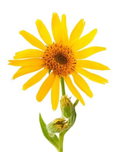 arnica rimedio dolore naturale 