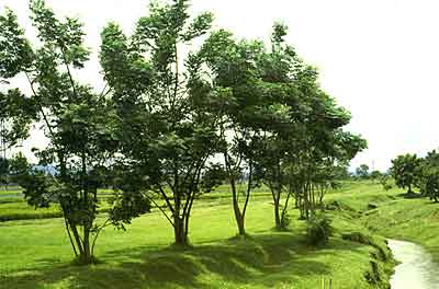 neem proprietà benefici