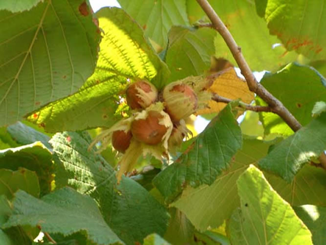 Nocciolo: Proprietà Cosmetiche dell'Olio di Nocciola per Pelle e Capelli nocciole mature pronte albero pianta