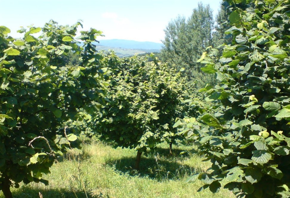 pianta nocciolo nocciola tree